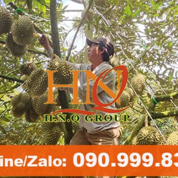 Dây gân trắng, dây cáp thép bọc nhựa cột cành sầu riêng