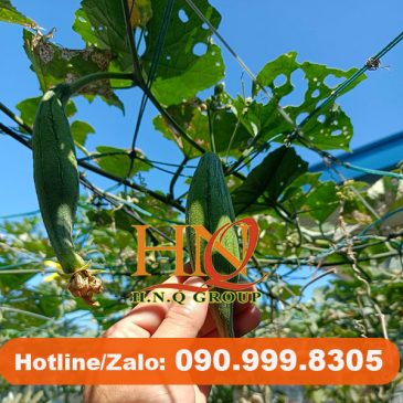 Tại sao nên chọn dây cáp thép bọc nhựa cho giàn leo?